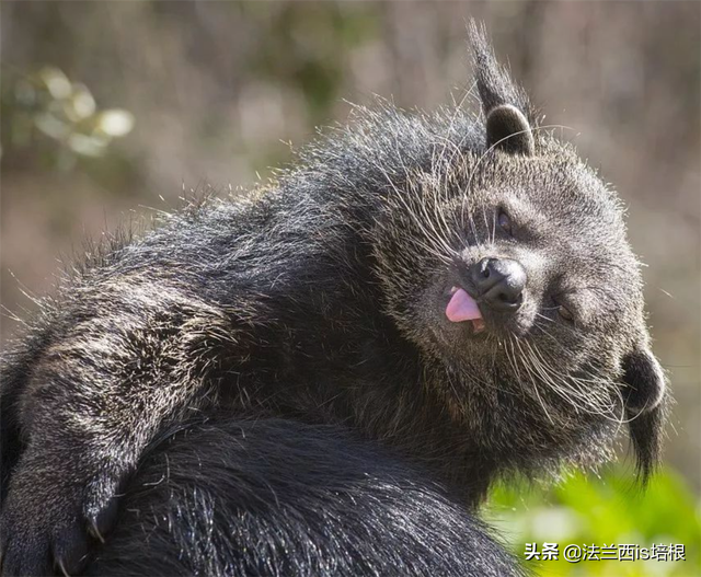 临沧出现罕见的山海经神兽，像猫又像熊，身上散发糯米饭的香甜味
