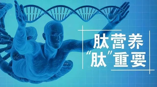 肽为什么优于氨基酸？广西保健品公司有哪些？