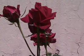 “社会对30岁以后的女性会很残酷？”所有女孩都要警惕这种鸡汤图片