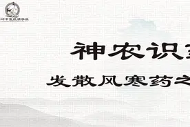 《神农识药》发散风寒药之防风图片