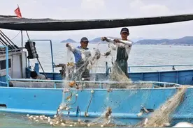 浙江人爱的“第一风”梭子蟹来啦！码头现场抢疯了！价格如何？图片