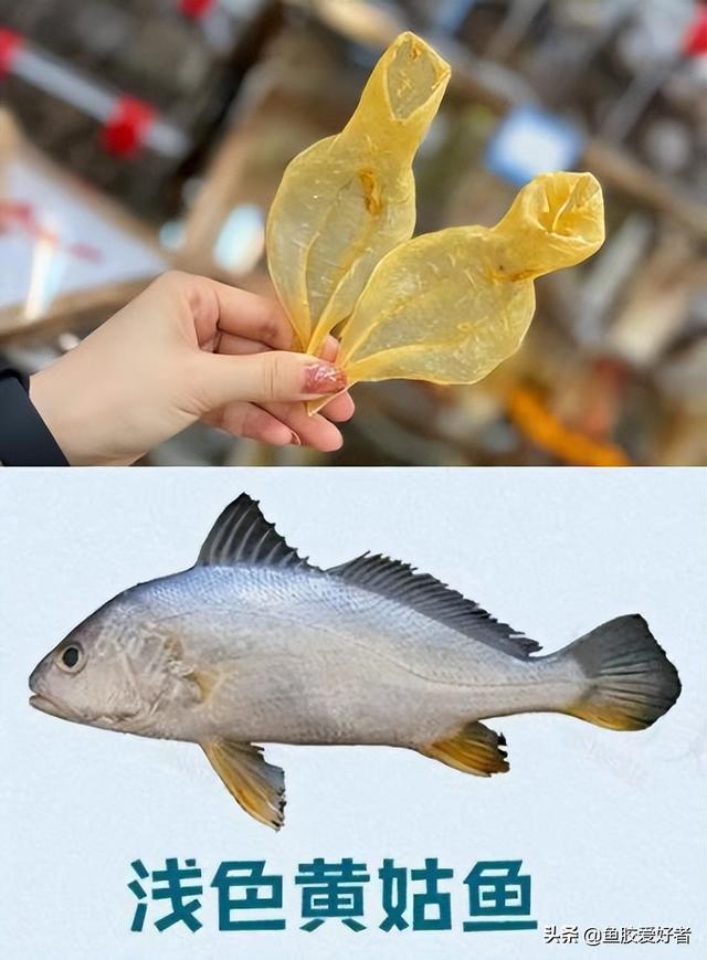 草鱼泡可以做鱼胶吗 草鱼鱼泡能吃吗
