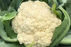 65天的早熟耐热松花菜好品种！抗病性强，耐雨耐湿，生长速度快图片