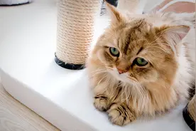 多给一点安全感给你的“哈气”猫咪图片