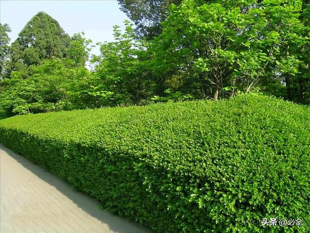 室外冬青植物墙效果图大全-措必培