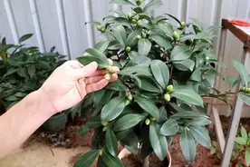 夏天三种花别乱剪，剪了枝条不长花苞，花期没花看图片