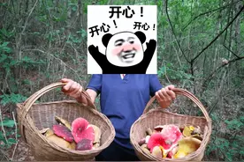 笑死！男子惊觉中毒，竟是因为听见狗说话，云南人吃菌到底多疯狂图片