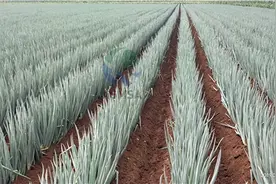 种葱要用什么肥料图片