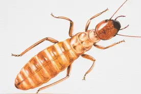 家里出现白蚁怎样处理最有效图片