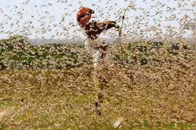 2000年，浙江派10万“鸭兵”，乘坐飞机去新疆消灭蝗虫，战果如何图片