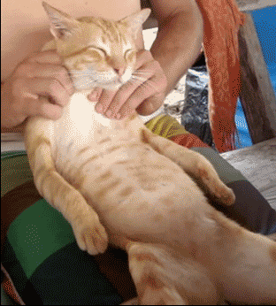 撸猫是很多猫主人喜欢的一种互动方式,不仅能让猫咪感受到主人的关爱