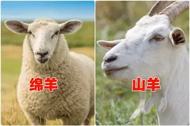 冬天买羊肉，“绵羊”和“山羊”挑哪种好？差别挺大，弄懂再花钱图片