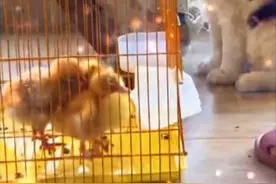 广东一女子的草莓被宠物鸭吃了，引来杀身之祸：吃我草莓就炖了你图片