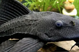 什么都敢吃的中国人，为什么唯独不吃这6种动物？不想还是不能？图片