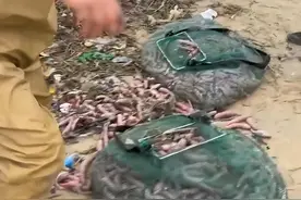 市民海边连夜捡海肠，专家：曾投放40万苗，生态环境变好海肠量增加图片