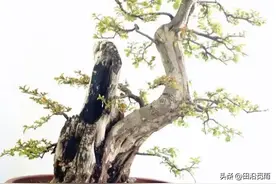 新手制作树桩盆景，怎样才能生根发芽？一定要掌握这几点图片