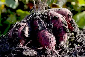 红薯种植有诀窍，只需掌握这些要点就够了，产量高质量还好图片