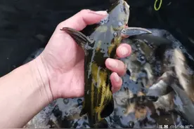 一包颗粒、两盒蚯蚓，野钓黄辣丁也能爆护，但方法务必选对图片