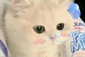 微信可爱猫狗头像｜你好 我是敲可爱系列图片