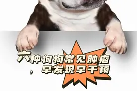 六种狗狗常见肿瘤，早发现早干预图片