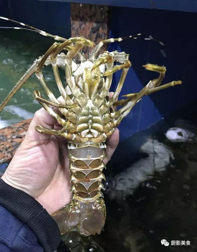 什么海鲜胶原蛋白最多 2025年海鲜含有胶原蛋白吗