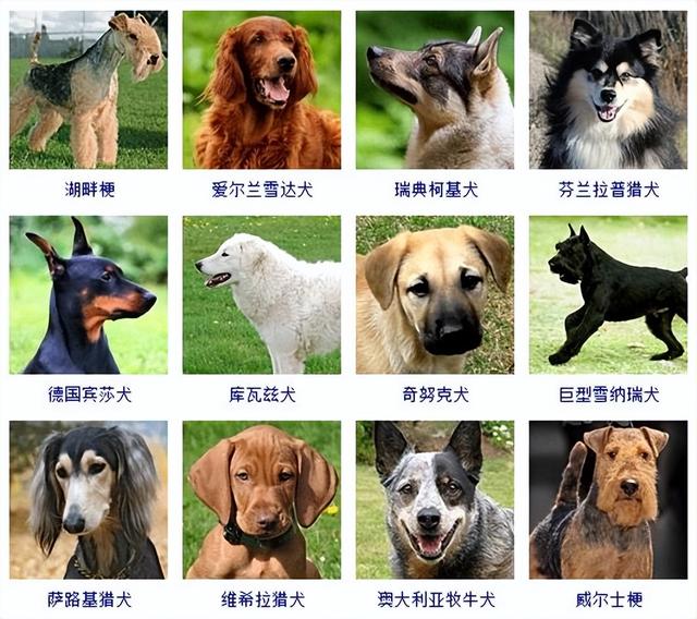 狗狗品种大全(带图片)，各位铲屎君快来对比收藏一下!