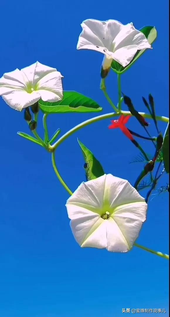 一束鲜花，醉蓝天
