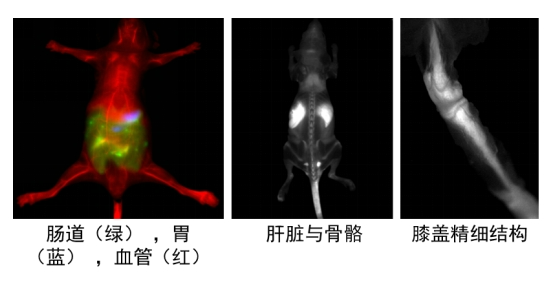 中国科学院研发新型荧光探针分子，可让骨骼“发光”