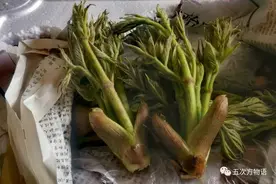 10种东北特色山野菜，你吃过几个？图片