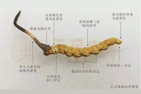 什么是冬虫夏草图片