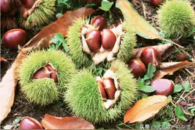 认识板栗：重要的“木本粮食”图片