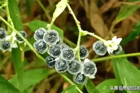 广西广东的朋友，以下这些野果吃过多少种？图片