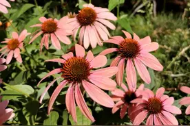 “仲夏”、“孟夏”夏天在中国有多少名字？图片