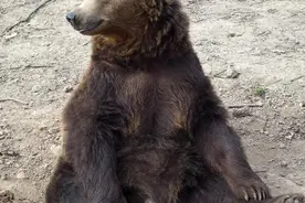 动物园棕熊能懂人话被质疑是人假扮，见人挥手“打招呼”图片