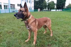 忠犬小龙：一条搜救犬的一生图片