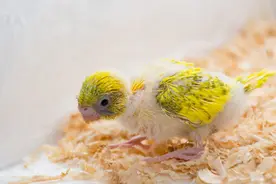 鹦鹉雏鸟呕吐可能的6种原因及应对方法！图片