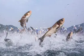 千岛湖的“两大难”：鲢鳙放养60年，“保水鱼”真的有效吗？图片
