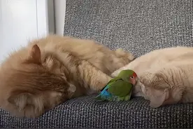 女子养了一只鹦鹉，每天与猫咪形影不离，甚至和猫挤进同一个鸟笼图片