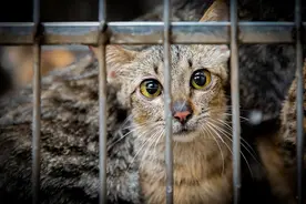 越南为何没有流浪猫？图片