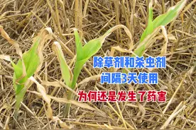 玉米打过除草剂，3天后才打杀虫剂，仍然出现了药害，发生了啥？图片
