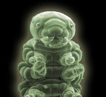 33张令人毛骨悚然的生物照：诡异山羊如人一般站立，眼神深邃