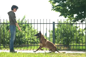 狗真的能听懂人话吗？科学家研究发现，可能小瞧了动物的能力图片