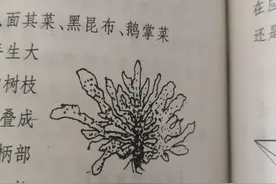 藻类皇后——昆布图片