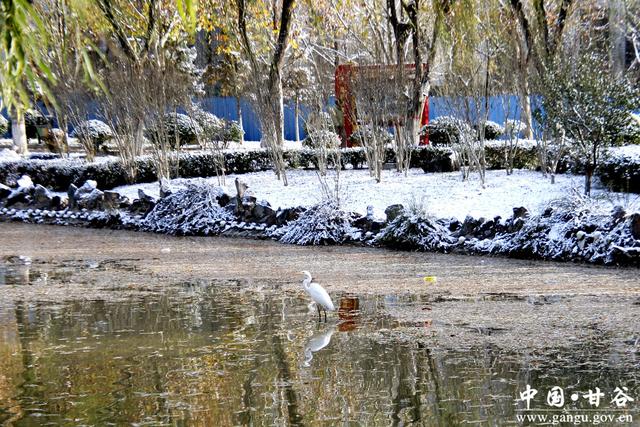 【美丽甘谷】雪落大像山！千年名山裹银纱 尽显冬日韵致
