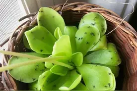 阳台养花总有小黑飞？教你两招，花盆干干净净图片