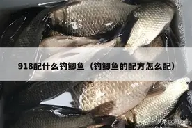 918配什么钓鲫鱼（钓鲫鱼的配方怎么配）图片