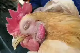 禽医静心讲鸡呆立缩头闭眼怎么办鸡呆立缩头闭眼喂什么药图片