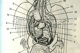 鸽子的身体结构与8大系统图示图片