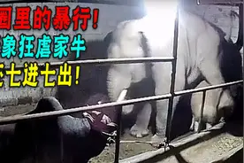 云南野象闯牛圈，半夜狂虐三头牛！人类野外遇大象袭击如何自救？图片