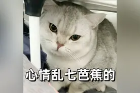 心碎了！猫主子该如何驱虫？图片
